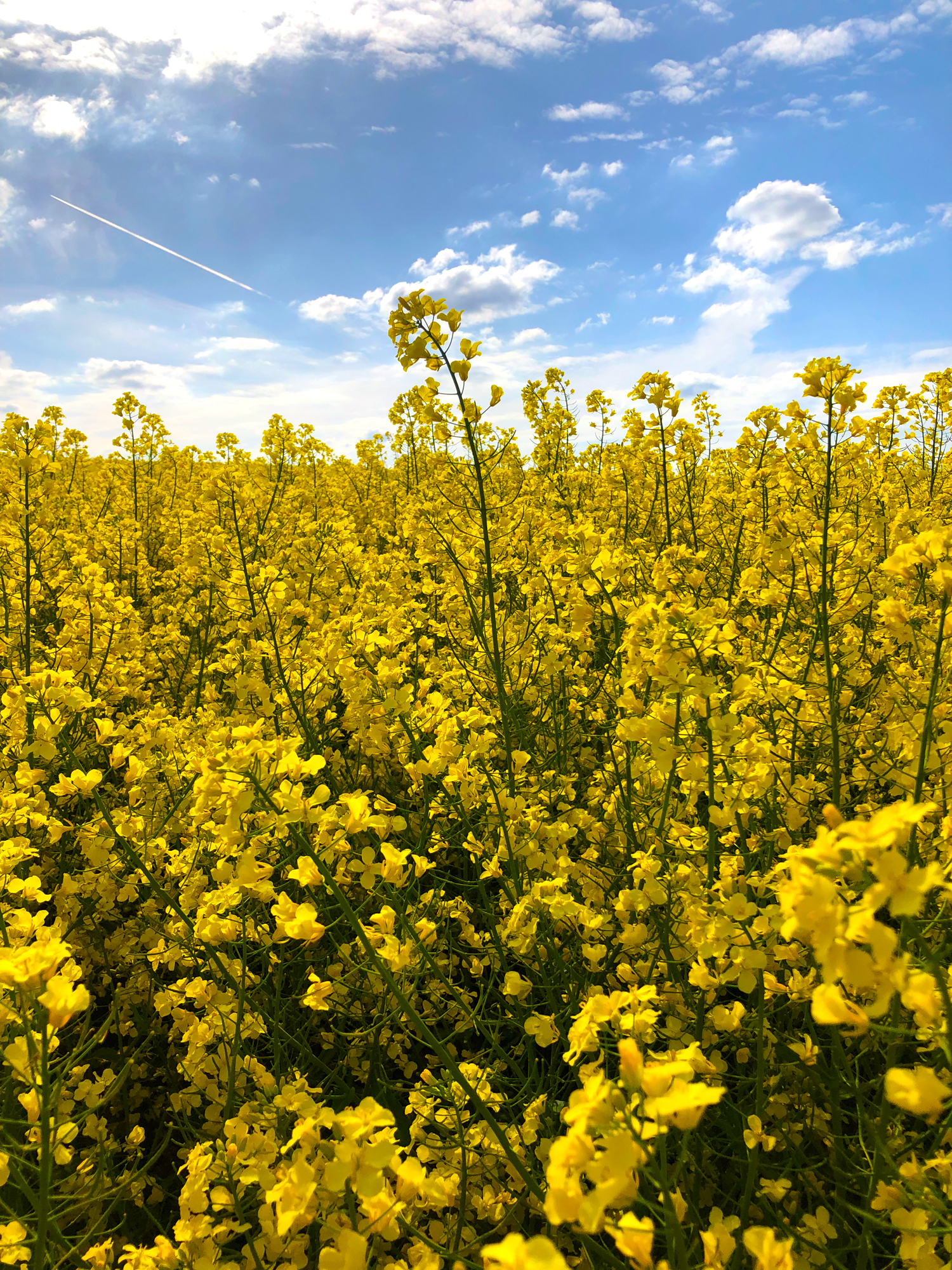 Blühende Landschafen auf dem Nachhauseweg. Auch wenn es nur RAPS ist, der ja für Biodiesel herhält. Wieder eine Nachhaltigkeit der grünen Zeit!