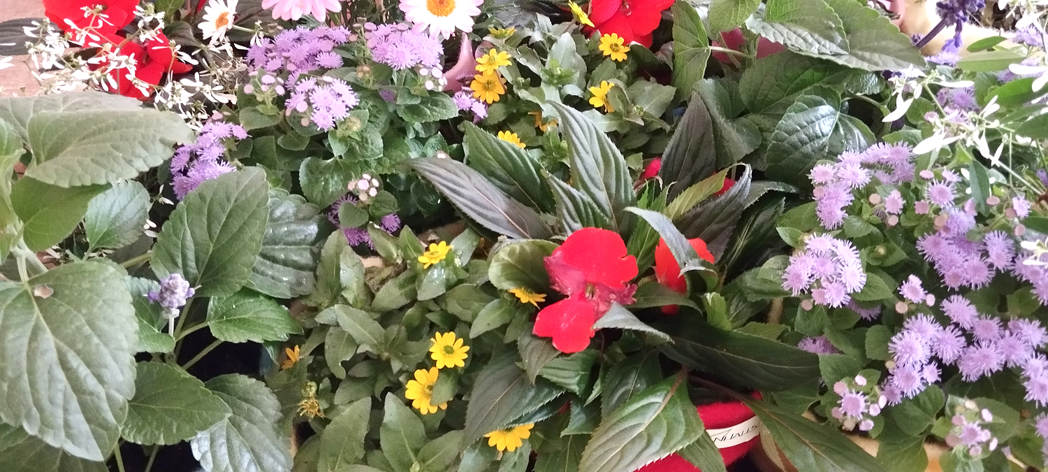 Der Blumenschmuck von der Anlage wurde beim Abbau zusammengestellt. Die Pflanzen haben zwischen den Häusern und Kunstbäumen gestanden. Unser Abschlußbild. Auf ein NEUES in 2024.