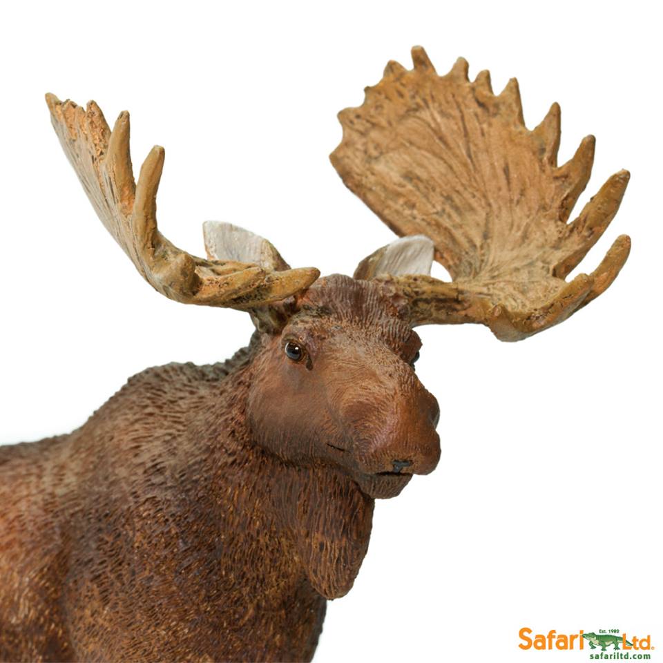 Neuheit 2015 von Safari Ltd.- Bull Moose - Elchbulle - Art. Nr. 181029