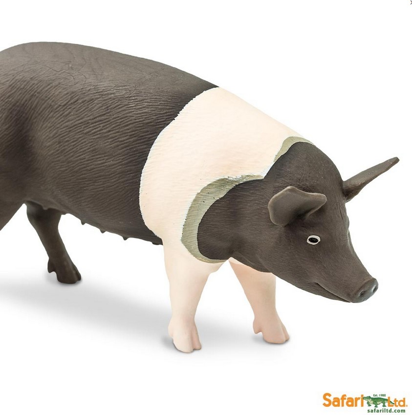 Hampshire Schwein - Art.Nr. 161829, Firma Safari Ltd.